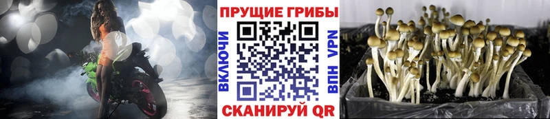 Галлюциногенные грибы мицелий Покров